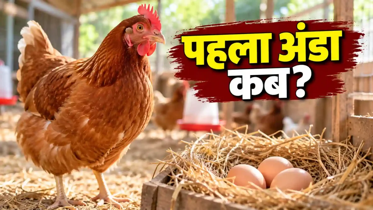 मुर्गी कितने दिन में देती है अंडा? जानिए सही उम्र, टाइमलाइन और सीक्रेट टिप्स