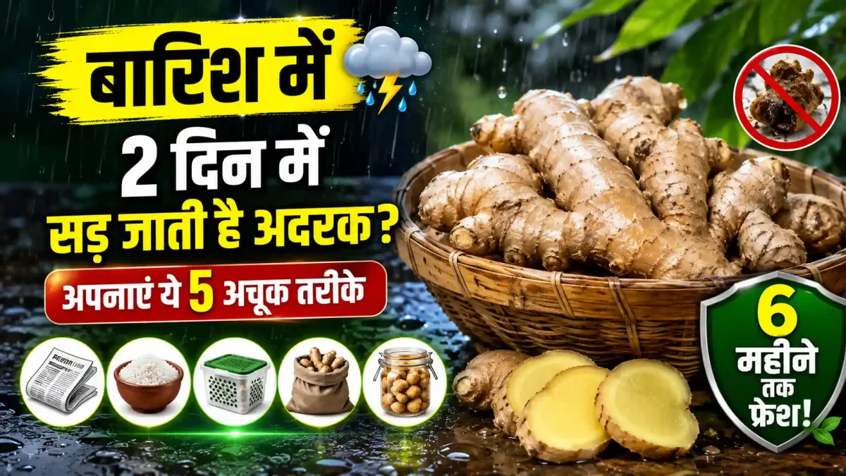 बारिश में 2 दिन में सड़ जाती है अदरक? अपनाएं ये 5 अचूक तरीके, 6 महीने तक नहीं होगी खराब