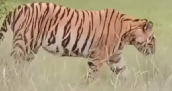 कटनी के जंगलों में फिर दहाड़ा बाघ, केवलारी और बरमानी में दहशत