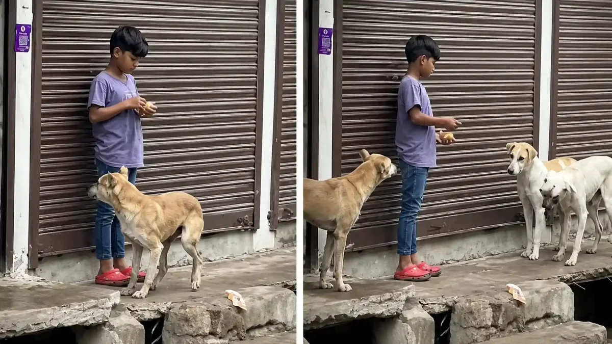 सुबह 6 बजे दुकान के बाहर क्या करता है यह बच्चा? वीडियो ने जीता देश का दिल