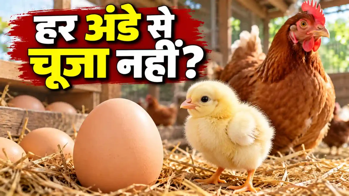 मुर्गा नहीं तो अंडा कैसे? जानिए हर अंडे से चूजा क्यों नहीं निकलता, हैरान करने वाला विज्ञान